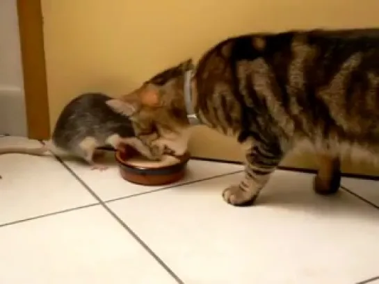 Cat and Rat Drinking Milk Together