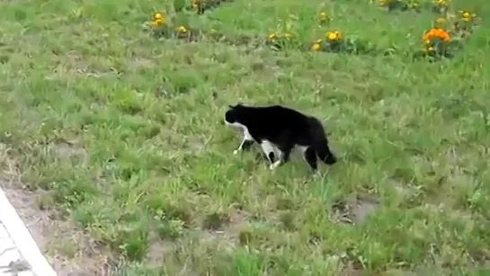 A Great Battle Between A Dog And A Cat