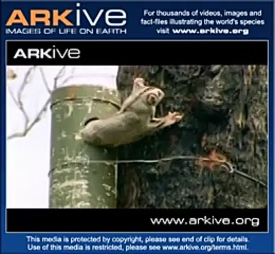 Изящная сумчатая летяга/ Mahogany glider (Petaurus gracilis)