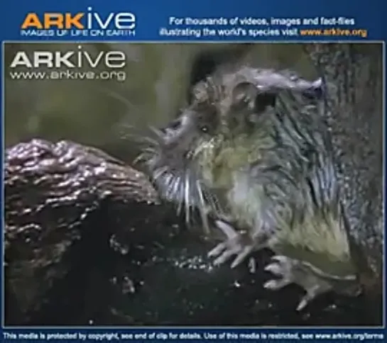 Золотобрюхая водяная крыса/ Common water rat (Hydromys chrysogaster)