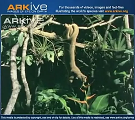 Kinkajou feeding on nectar