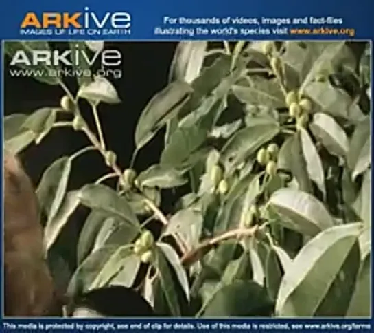 Kinkajou (Potos flavus) - overview