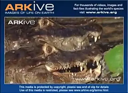 Group of Yacaré caiman preying on fish