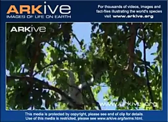 Yacaré caiman preys on wood stork fledgling