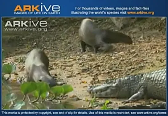 Giant otter harassing caiman