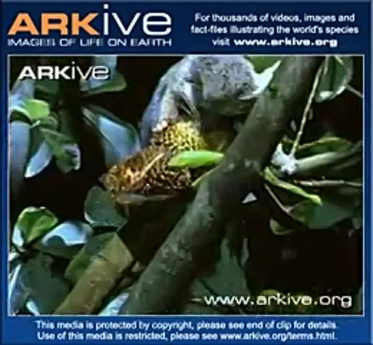 Binturong feeding with young