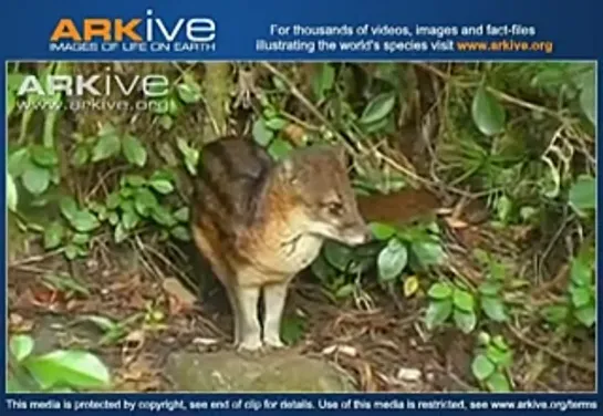 Striped civet (Fossa fossana)