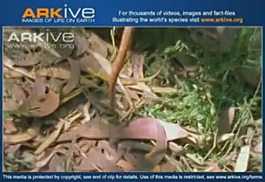 Indian cobra predated upon by king cobra