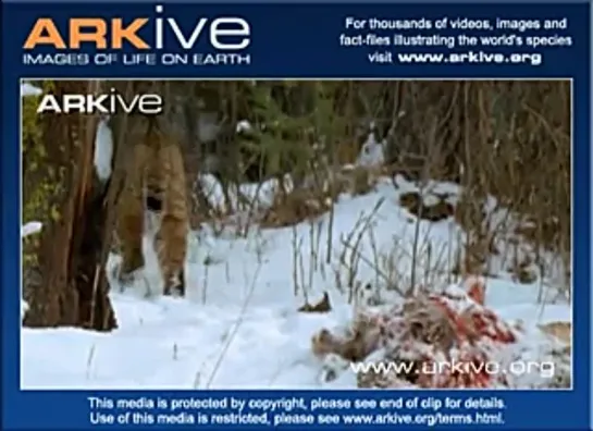 Bobcat at deer carcass (Рыжая рысь у трупа оленя)