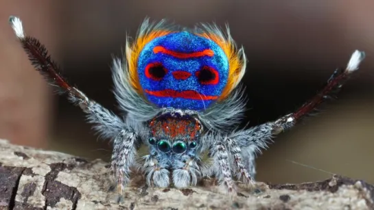 Танцующие пауки (Maratus speciosus)