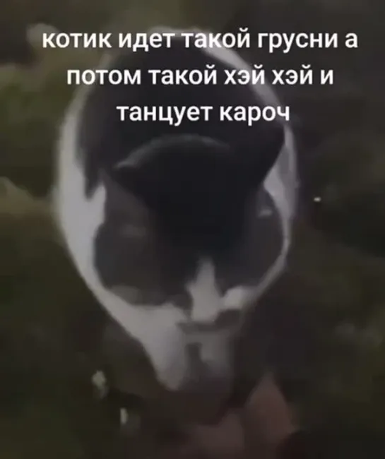 Котик идет такой грустный, а потом такой хэй хэй