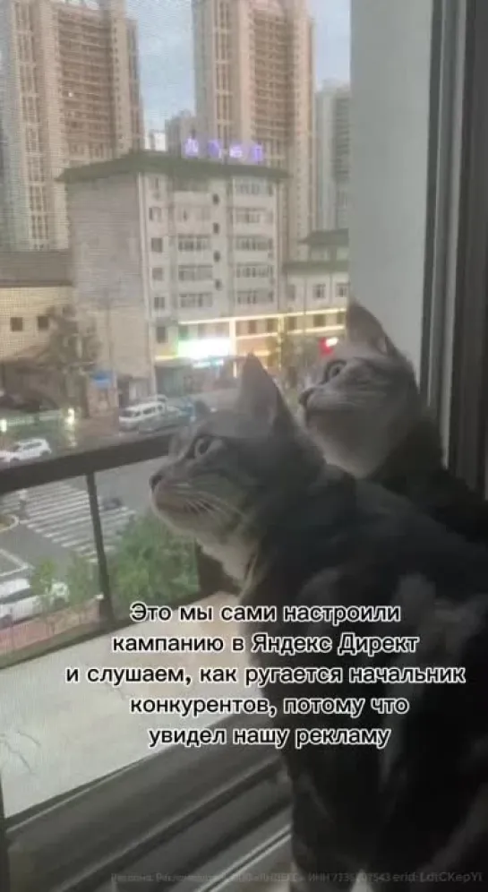 Котики в окне