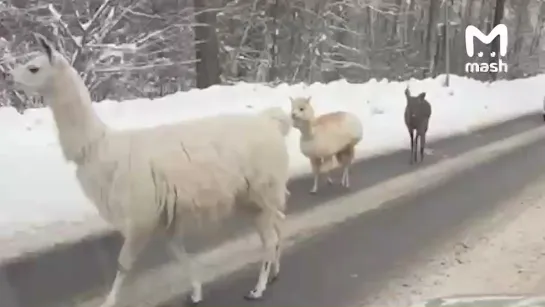 Видео от чудеса