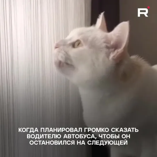 Котик