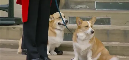 The Queen’s corgis, Muick and Sandy, sit in the forecourt of Windsor Castle to greet Her Majesty.