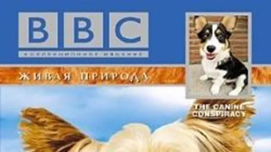 BBC: Живая природа (2002) Собаки