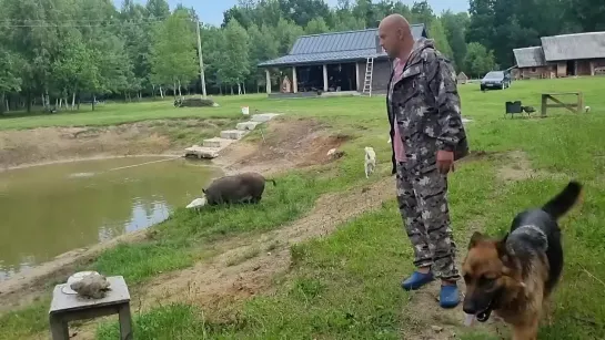 Свинки не было трое суток. Где же она была _