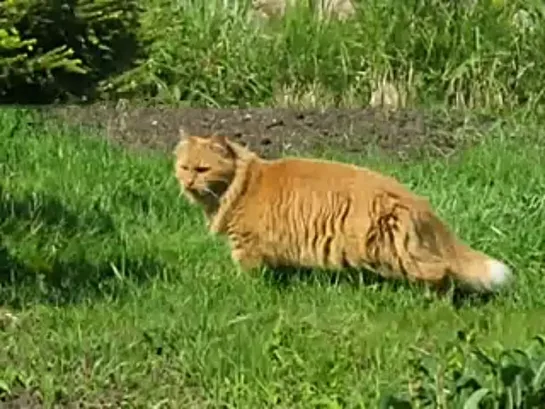 Наталья Ветлицкая Лунный кот