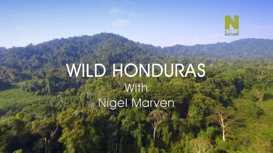 1 Гондурас/Wild Honduras (Дикая Центральная Америка с Найджелом Марвеном/Nigel Marven's Wild Central America) (2018)