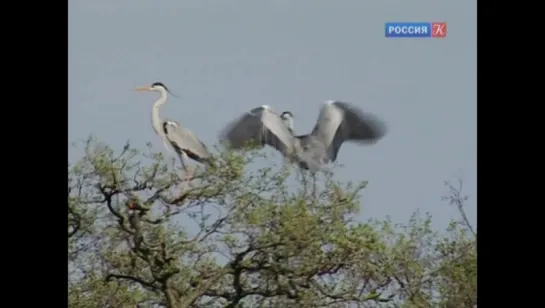 Страна птиц Год цапли