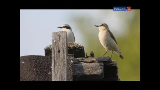 Страна птиц. Весёлая каменка