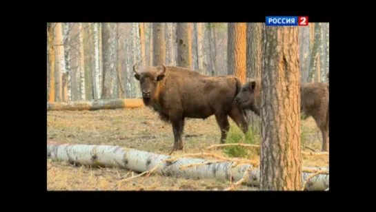 Документальные фильмы - Заповедная Россия. Окский заповедник