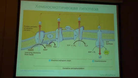 Скулачев М.В. Лекция 1. Роль митохондрий в патогенезе заболеваний.