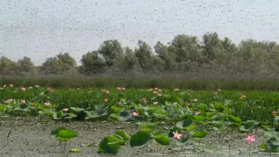 саранча в Астрахани