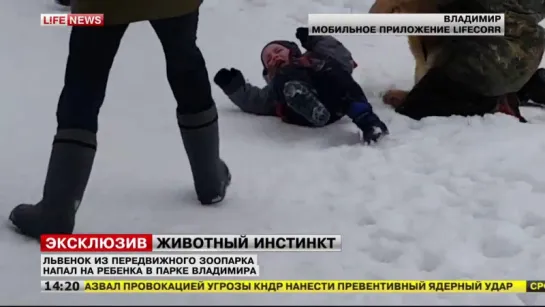 Во Владимире львенок напал на ребенка lion attacked child