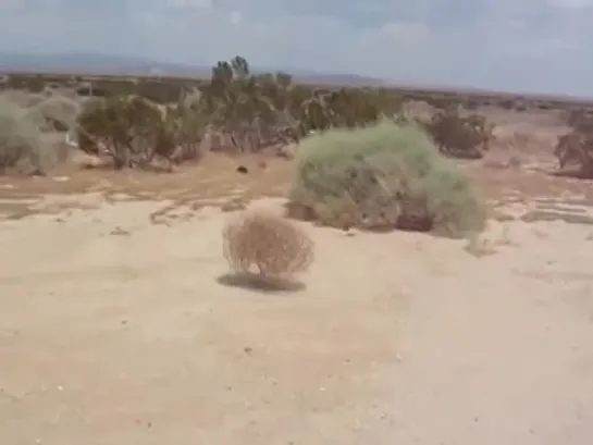 Tumbleweed Joke