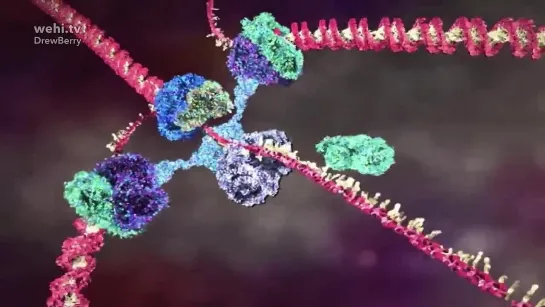 DNA animations by wehi.tv for Science-Art exhibition