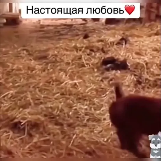 ВОТ ЭТО ВИДЕО!