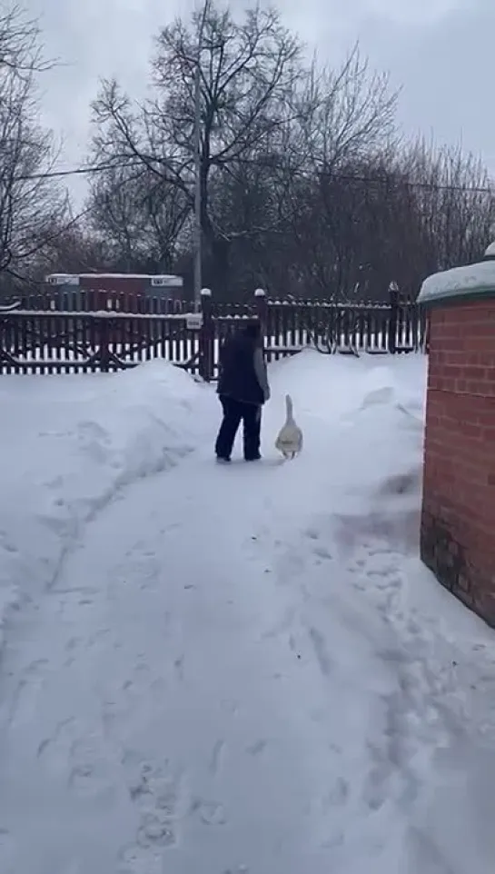 Собачки, кошечки... А вот вам гусь!