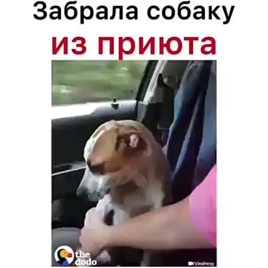 Забрали из приюта!