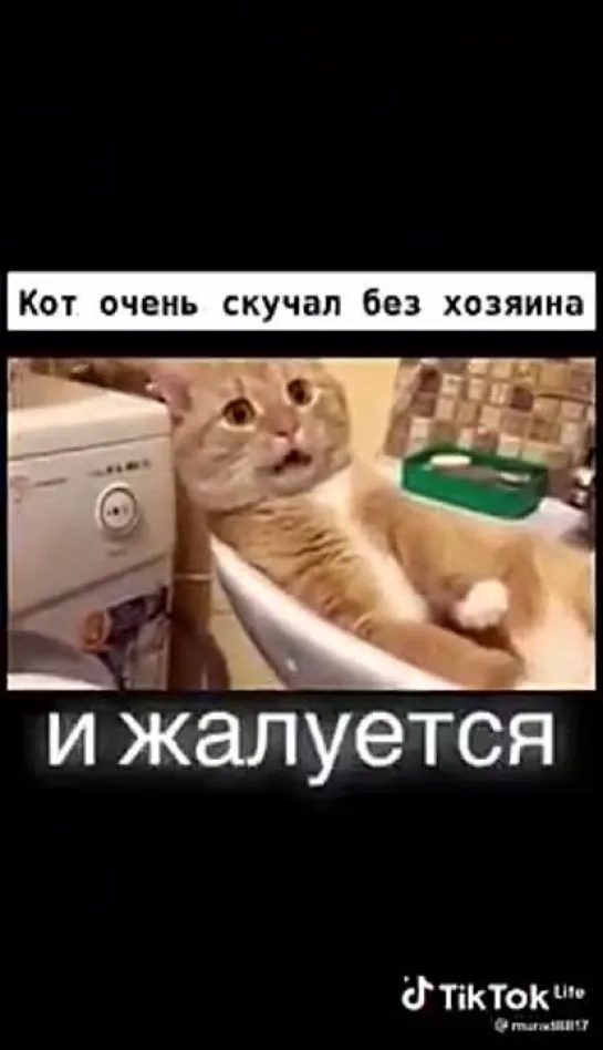 Кот жалуется хозяину )))