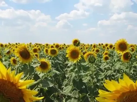 главное что есть ты у меня_любэ