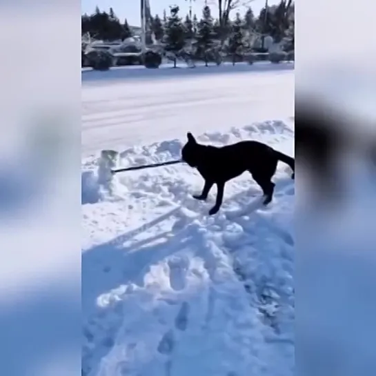 Видео от Забавные животные