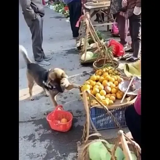 Видео от Забавные животные