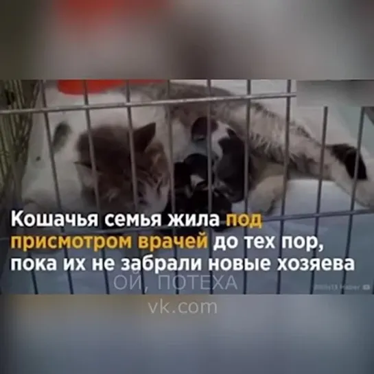 Видео от Забавные животные