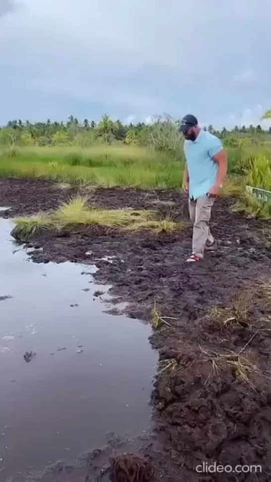 Видео от Забавные животные