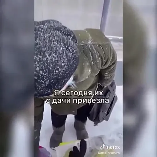 Видео от Забавные животные