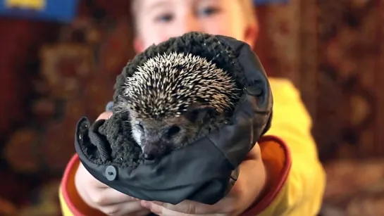 Ёжик (The Hedgehog)