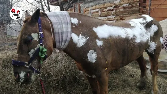 7 лошадей погибли в огне под Екатеринбургом