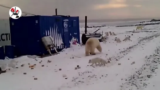 Полный песец! Белый мишка полярную лисицу загры