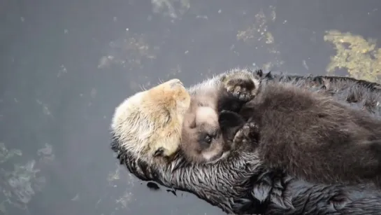 1 Day Old Baby Sea Otter Trying to Sleep