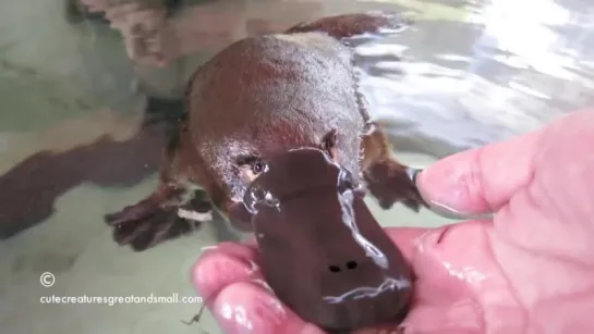 Hand Feeding  Playing With A Friendly Platypus