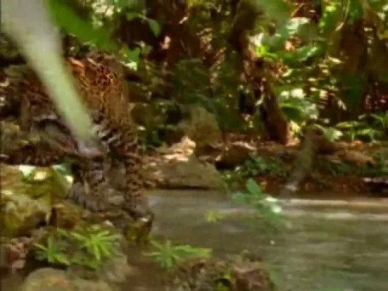 National Geographic: В поисках ягуара / In Search of the Jaguar (2003)