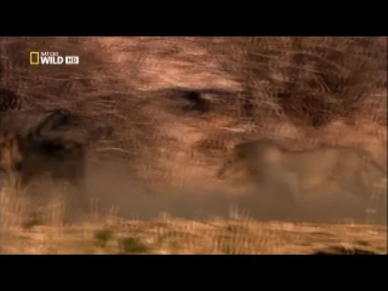 Nat Geo Wild: Война львов / Lion Battle Zone (2011)