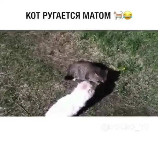 Кот матерится