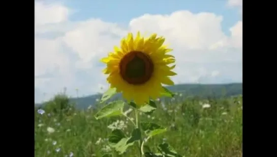 А на Земле быть добру!